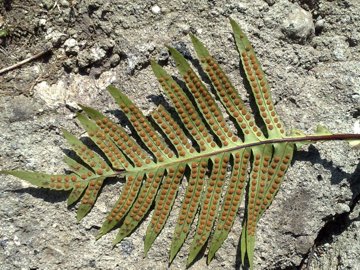 Polypodium cambricum